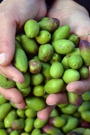 Eşek Zeytini (Kalamata) 3 KG